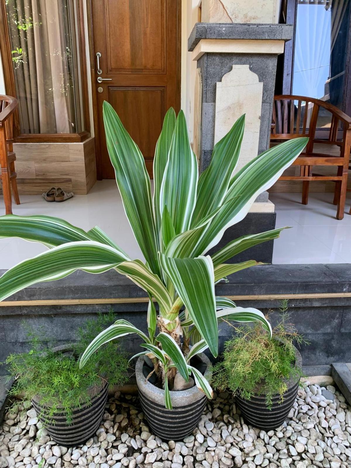 Jepun Inn Padangbai  Luaran gambar